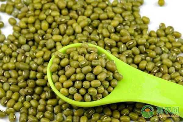 绿豆什么时候种植比较好？有哪些注意要点？-图片版权归惠农网所有