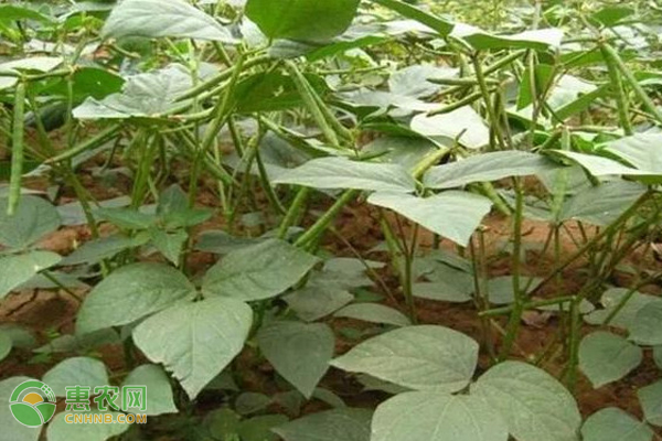 绿豆什么时候种植比较好？有哪些注意要点？-图片版权归惠农网所有