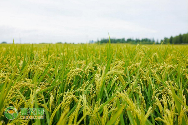 稻谷收割时间及方法-图片版权归惠农网所有