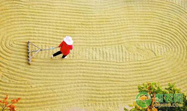 稻谷丰收后如何保存?稻谷保存注意事项 稻谷丰收后如何保存?稻谷保存注意事项-图片版权归惠农网所有