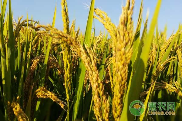 水稻有哪些病虫害？水稻主要病虫害的用药关键节点-图片版权归惠农网所有