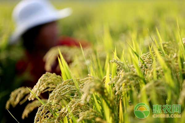 水稻有哪些病虫害？水稻主要病虫害的用药关键节点-图片版权归惠农网所有
