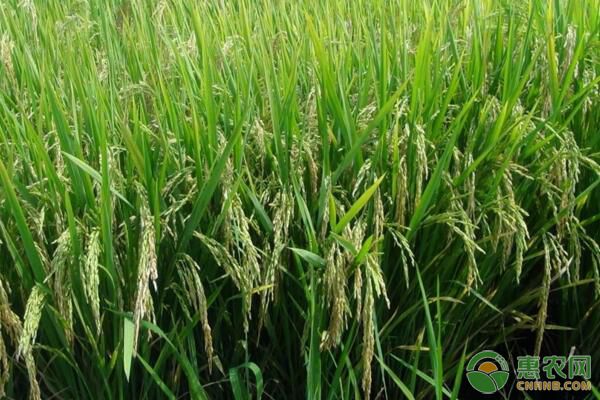 直播稻生产中存在的问题及提高其生产安全性的措施 直播稻生产中存在的问题及提高其生产安全性的措施-图片版权归惠农网所有