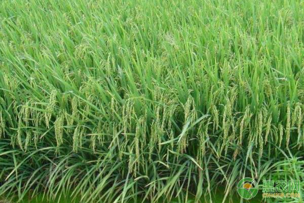 直播稻生产中存在的问题及提高其生产安全性的措施 直播稻生产中存在的问题及提高其生产安全性的措施-图片版权归惠农网所有