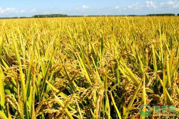 直播稻生产中存在的问题及提高其生产安全性的措施 直播稻生产中存在的问题及提高其生产安全性的措施-图片版权归惠农网所有