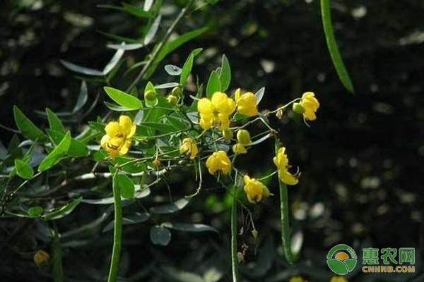 决明子如何种植才能高产？-图片版权归惠农网所有