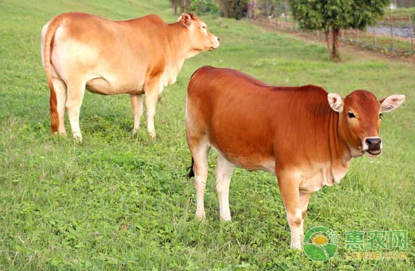 肉牛无公害高效饲养管理要点-图片版权归惠农网所有