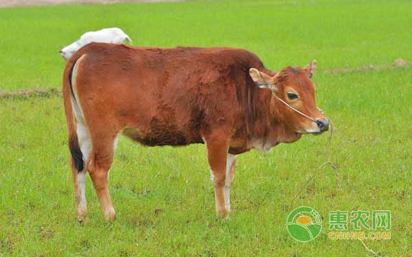 肉牛无公害高效饲养管理要点-图片版权归惠农网所有