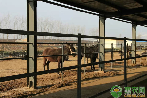 肉驴的饲养管理技术具体介绍-图片版权归惠农网所有