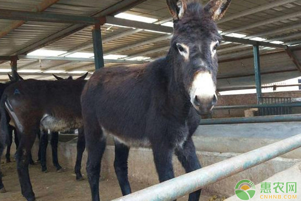 提高母驴繁殖率的技术措施-图片版权归惠农网所有