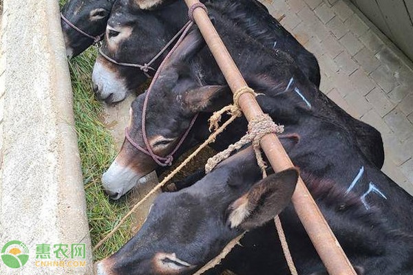 驴子是怎样繁殖后代的？-图片版权归惠农网所有