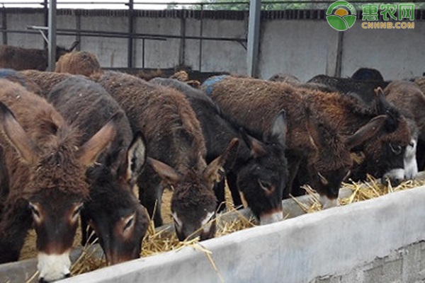 驴子是怎样繁殖后代的？-图片版权归惠农网所有