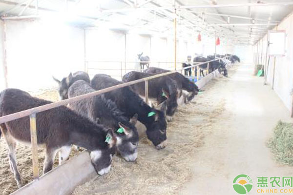 养驴日常管理的注意事项-图片版权归惠农网所有