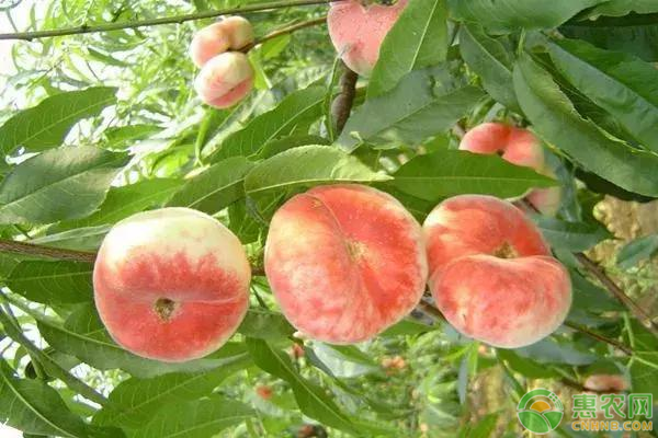 蟠桃种植时间及方法-图片版权归惠农网所有