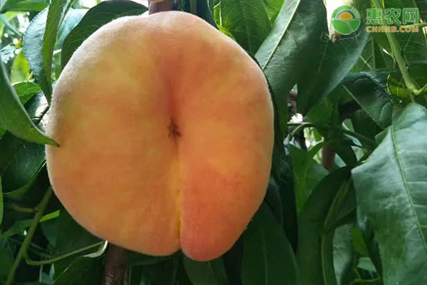 蟠桃种植时间及方法-图片版权归惠农网所有
