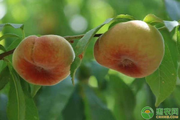 蟠桃高产关键种植技术-图片版权归惠农网所有