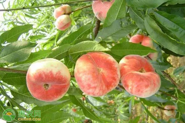 蟠桃高产关键种植技术-图片版权归惠农网所有