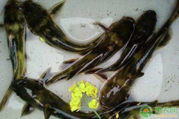 黄颡鱼怎么养殖？网箱黄颡鱼养殖管理技术-图片版权归惠农网所有