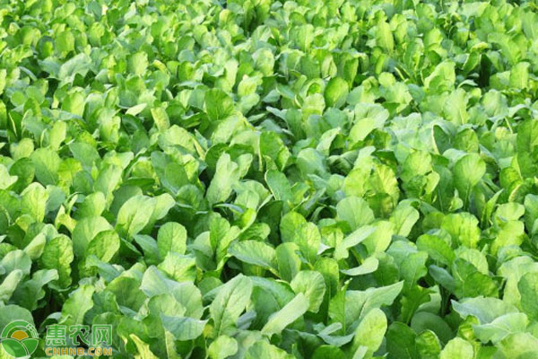 8月份蔬菜种植管理指南-图片版权归惠农网所有