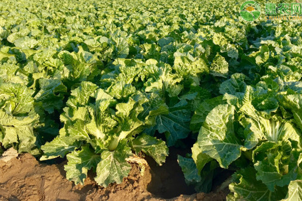 8月份蔬菜种植管理指南-图片版权归惠农网所有