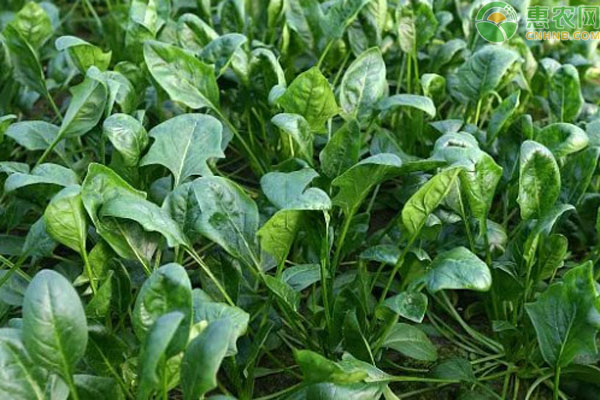 8月份蔬菜种植管理指南-图片版权归惠农网所有