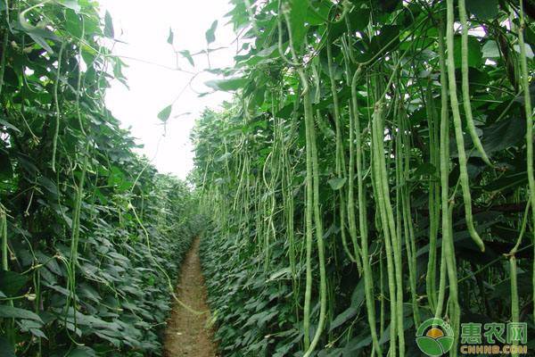 夏季蔬菜如何养护结果多，无畸形果？-图片版权归惠农网所有