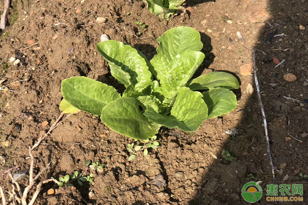 六月可以种植什么蔬菜？这几个可以播种了！-图片版权归惠农网所有