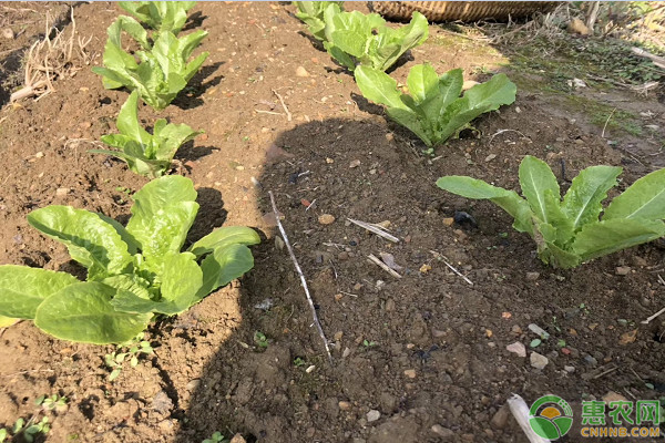 六月可以种植什么蔬菜？这几个可以播种了！-图片版权归惠农网所有