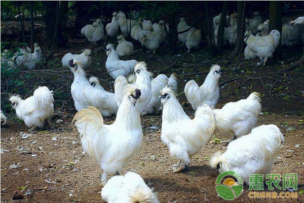 乌骨鸡有哪些品种？养殖哪个品种收益最高？-图片版权归惠农网所有