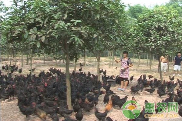 乌骨鸡有哪些品种？养殖哪个品种收益最高？-图片版权归惠农网所有