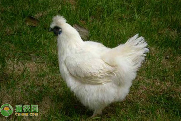 如何养好乌骨鸡？-图片版权归惠农网所有