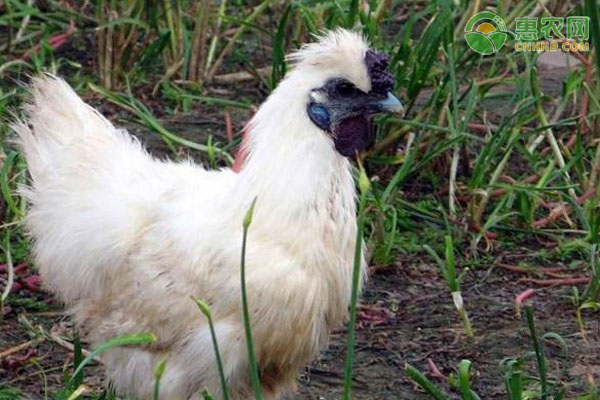 如何养好乌骨鸡？-图片版权归惠农网所有