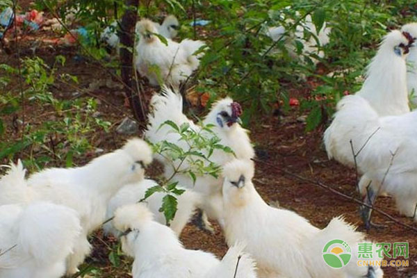 如何养好乌骨鸡？-图片版权归惠农网所有