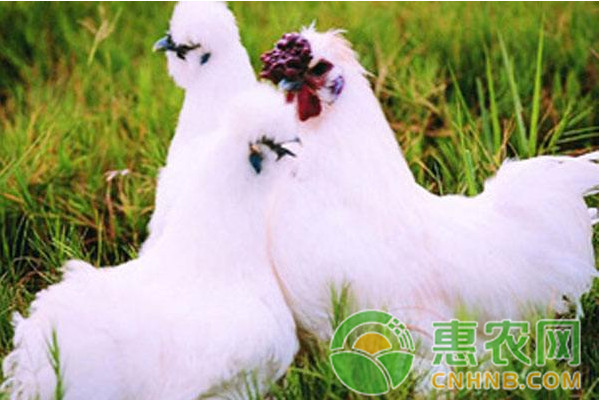 乌骨鸡饲养技术的十大要点-图片版权归惠农网所有