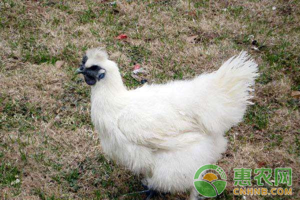 乌骨鸡饲养技术的十大要点-图片版权归惠农网所有