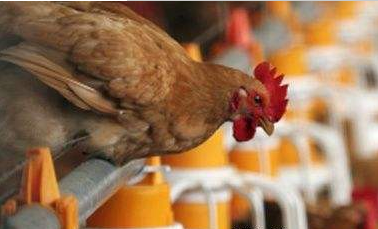 夏季如何做好鸡的防暑降温-图片版权归惠农网所有