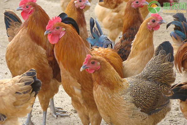 常见鸡病的防治技巧-图片版权归惠农网所有