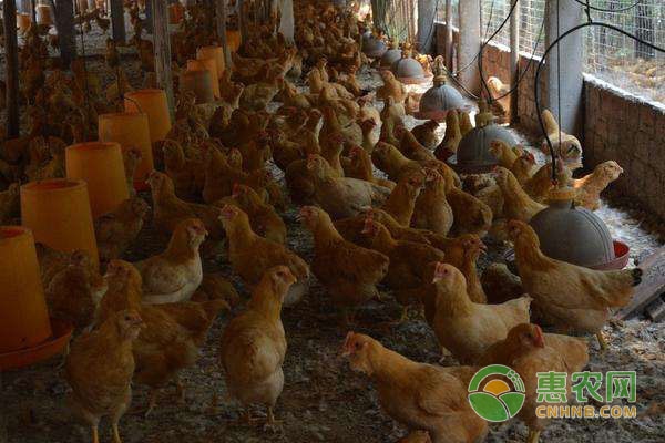 鸡为什么会得呼吸道疾病?鸡呼吸道疾病防治办法-图片版权归惠农网所有