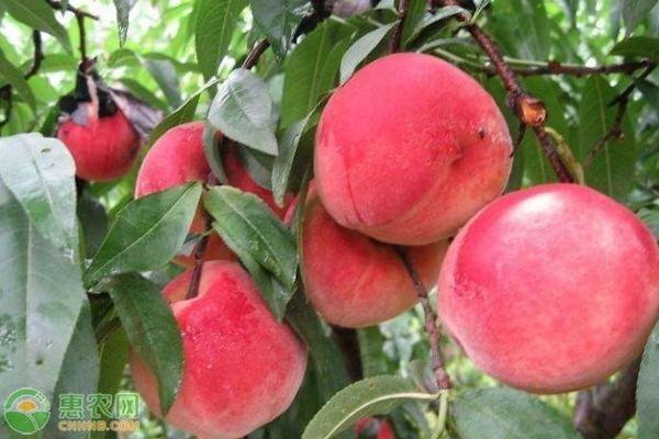 种植桃树要怎么防治桃蛀螟？-图片版权归惠农网所有