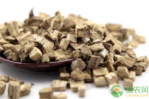 葛根人工栽培技术（二）——葛根的培育与定植-图片版权归惠农网所有