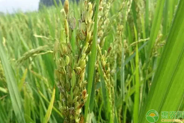 水稻旱青立病是什么原因造成的？如何预防？-图片版权归惠农网所有
