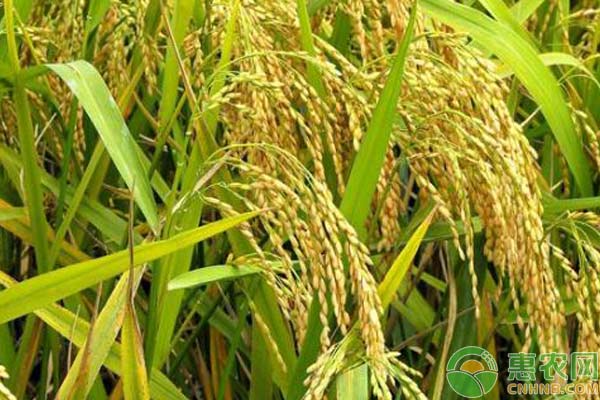 水稻种植多久可以出苗？-图片版权归惠农网所有