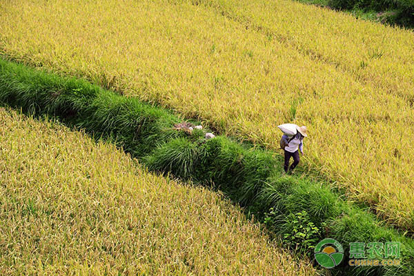 水稻种植多久可以出苗？-图片版权归惠农网所有