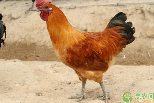 黄凤鸡的品种特征和生产性能如何-图片版权归惠农网所有