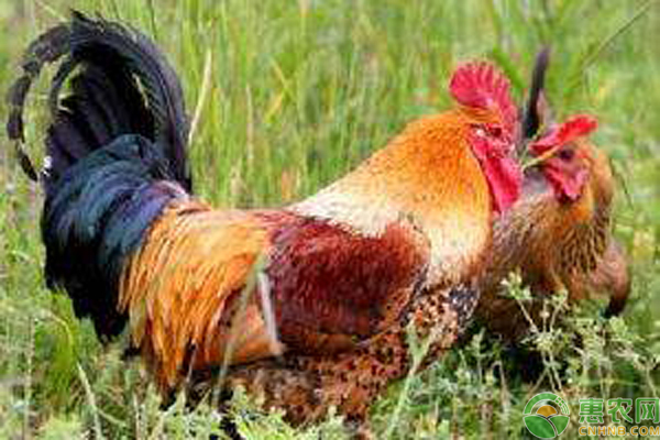 黄凤鸡的品种特征和生产性能如何-图片版权归惠农网所有