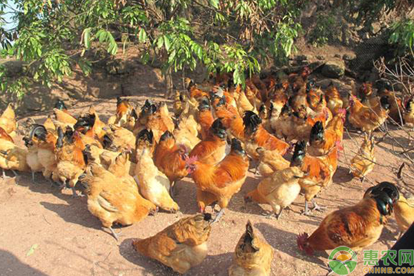黄凤鸡的品种特征和生产性能如何-图片版权归惠农网所有