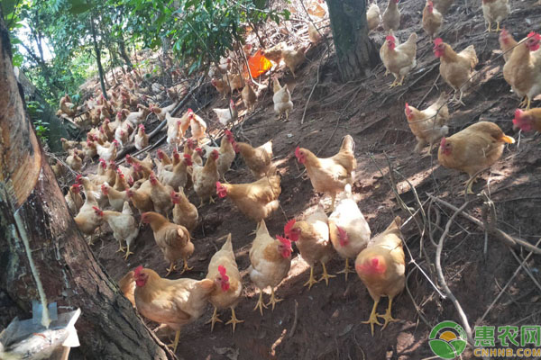 三黄鸡饲养要注意哪些管理？-图片版权归惠农网所有