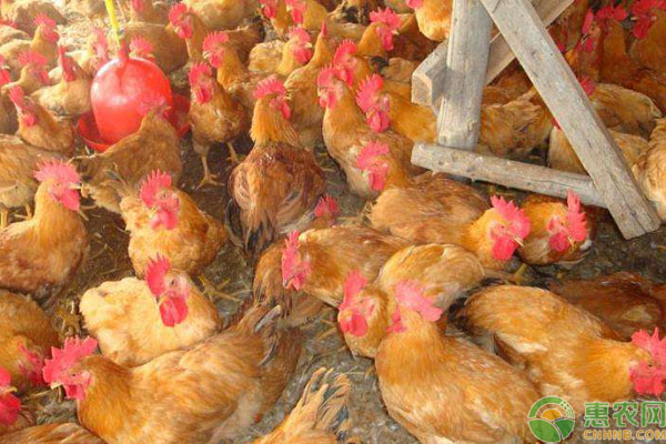 三黄鸡饲养要注意哪些管理？-图片版权归惠农网所有