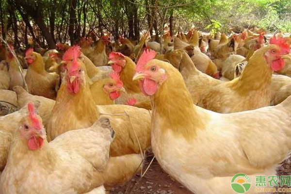 三黄鸡大棚饲养方法技术-图片版权归惠农网所有