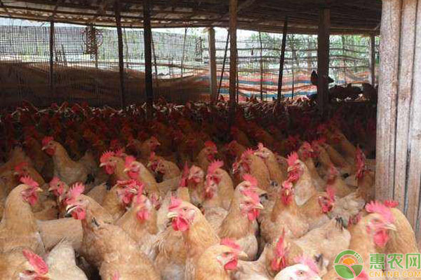 三黄鸡大棚饲养方法技术-图片版权归惠农网所有